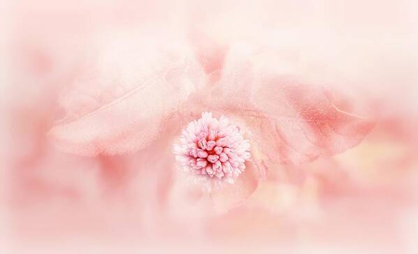 Soft Flower Poster featuring the digital art Soft pink floral abstract by Lilia S