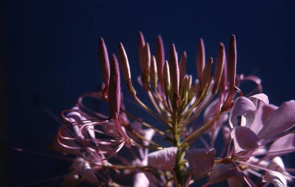 Retro Images Archive Poster featuring the photograph Spider Lily Flower by Retro Images Archive