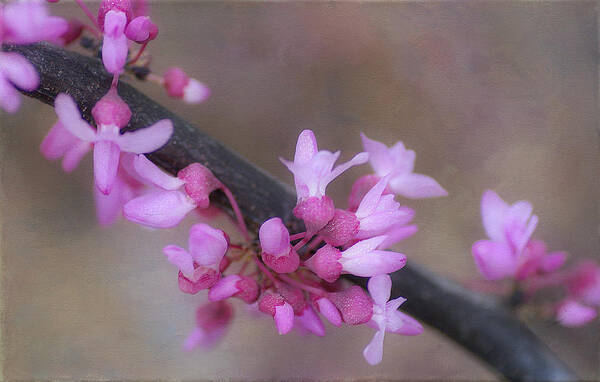 Pink Blossoms Poster featuring the photograph Splendor Of Spring 3 by Fraida Gutovich