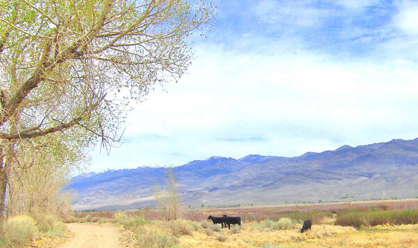 Sky Poster featuring the photograph Spring in Owens Valley by Marilyn Diaz