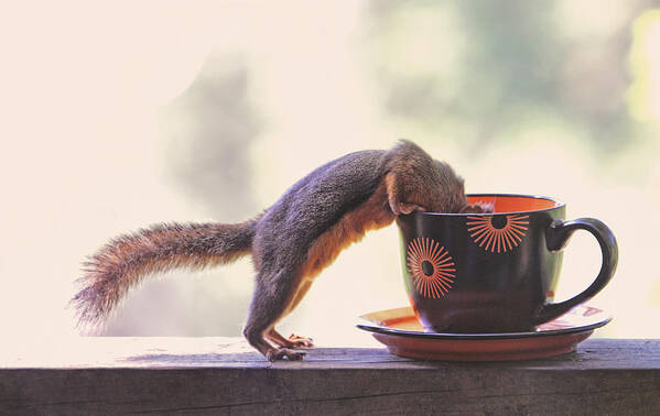 Squirrels Poster featuring the photograph Squirrel and Coffee by Peggy Collins