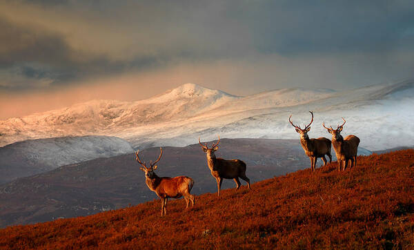 Stag Poster featuring the photograph Stags at Strathglass by Gavin Macrae