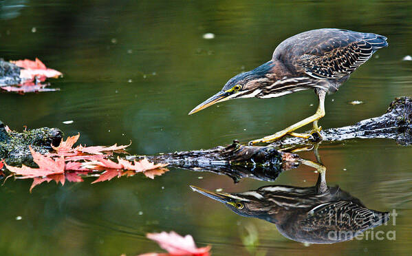 Green Heron Poster featuring the photograph Stalking Reflection by Cheryl Baxter