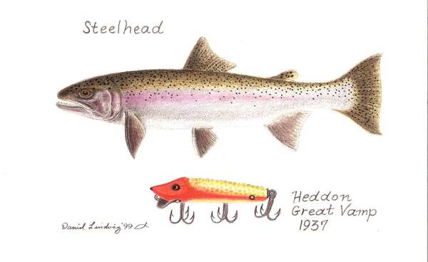 Antique Lure Poster featuring the drawing Steelhead and Heddon Great Vamp Lure 1937 by Daniel Lindvig