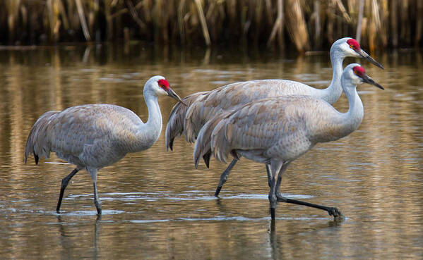 Birds Poster featuring the photograph Steppin Out by Randy Hall