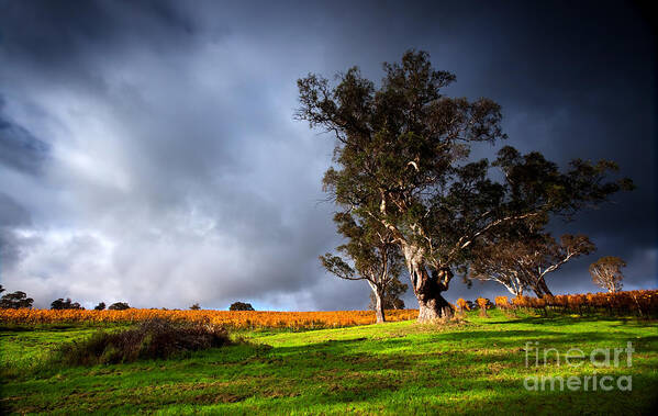 Strong Poster featuring the photograph Storm Onto A Vineyard by Boon Mee