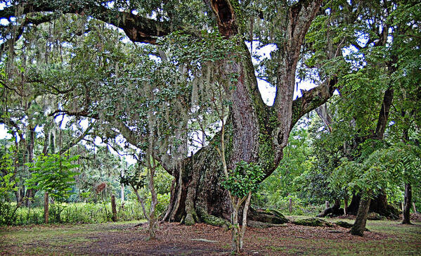 Landscape Poster featuring the photograph Strawberry Chapel Oak by Linda Brown