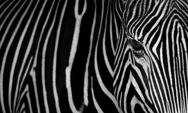 Zebra Poster featuring the photograph Stripes by Sergio Saavedra Ruiz