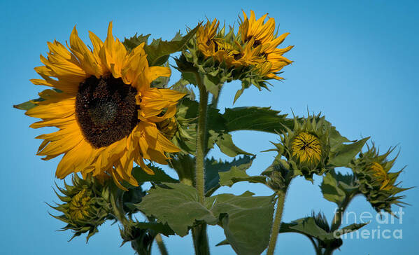 Sunflower Poster featuring the photograph Sunflower Morning by Cheryl Baxter