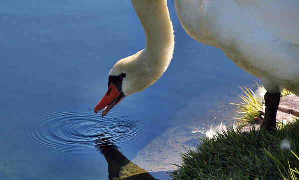Swan Poster featuring the photograph Swan Song by Cathy Donohoue