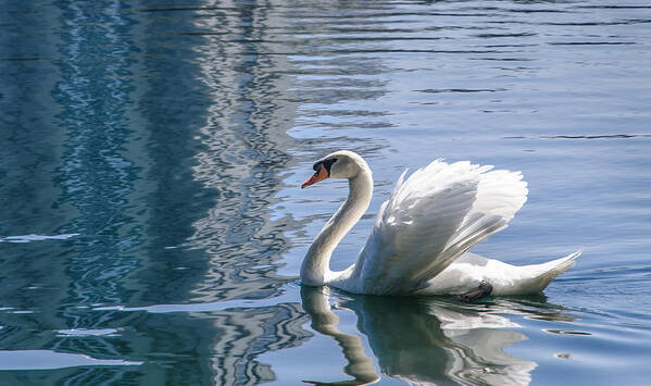 Swan Poster featuring the photograph Swan by Steven Sparks