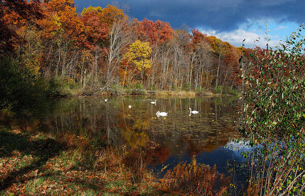 Autumn; Fall Colors; Swans; Lake; Michigan; Kensington Metro Park Poster featuring the photograph Swans Enjoying A Swim On A Beautiful Autumn Day by Janice Adomeit