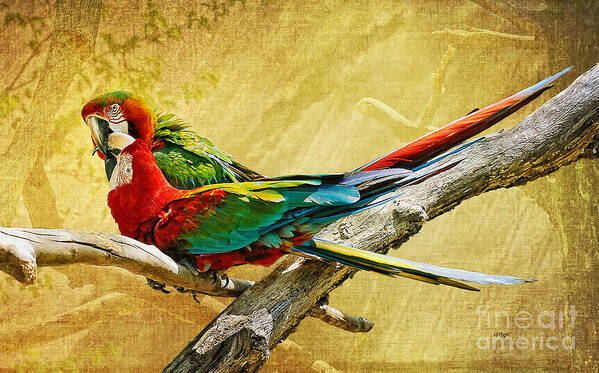 Parrot Poster featuring the photograph Sweet Sweet Love by Lois Bryan