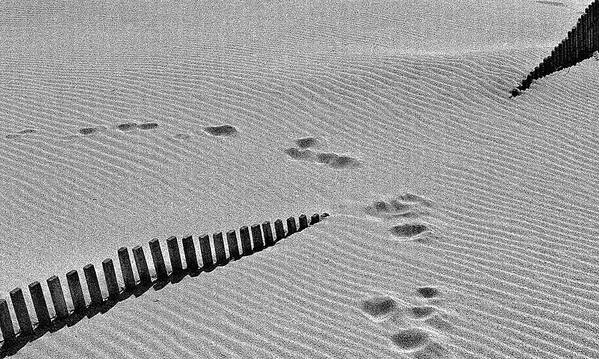 Beach Poster featuring the photograph Tea In The Sahara by Paulo Abrantes