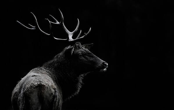 Dark Poster featuring the photograph The Deer Soul by Massimo Mei