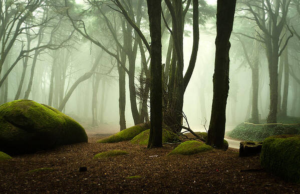 Nature Poster featuring the photograph The elf world by Jorge Maia