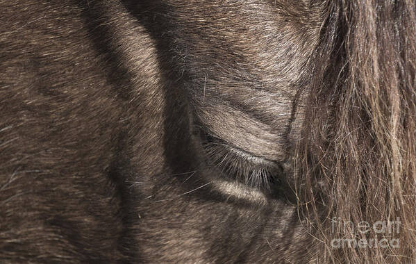 Horse Poster featuring the photograph The Kind Eye by Joann Long