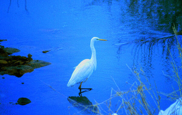 Bird Poster featuring the photograph The snowy white Egret by Tim Ernst