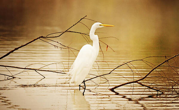 Great White Heron Poster featuring the photograph The Waiting Game by Scott Pellegrin