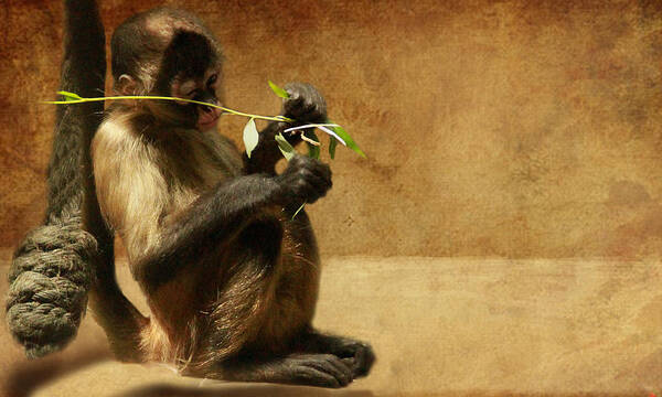Monkey Poster featuring the photograph Thinking monkey by Christine Sponchia