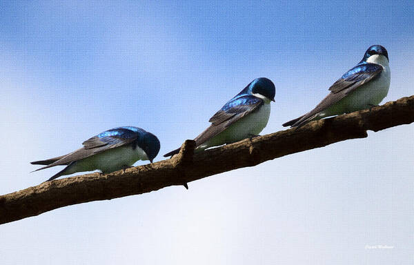 Tree Swallow Birds Poster featuring the photograph Three Tree Swallows by Crystal Wightman
