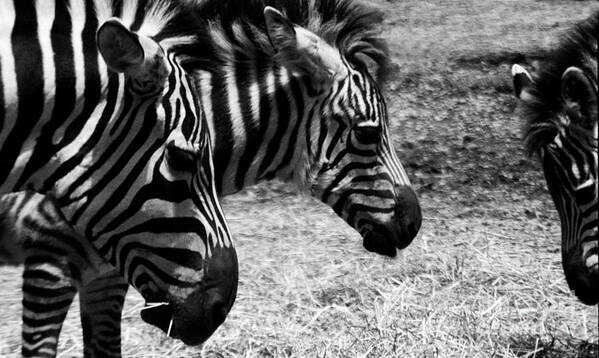 Black And White Poster featuring the photograph Three Zebras by Tom Brickhouse