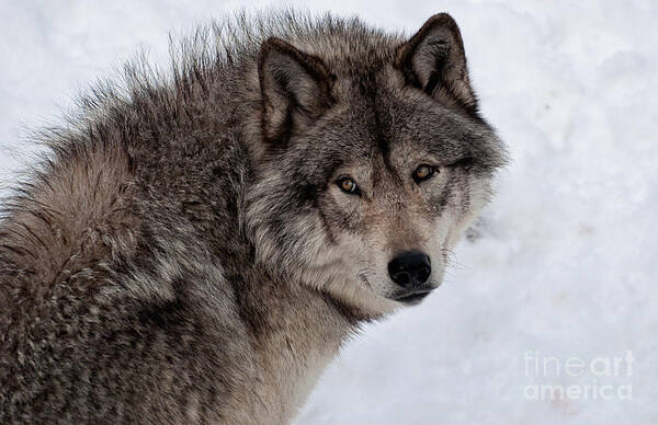 Timberwolf Poster featuring the photograph Timberwolf At Rest by Bianca Nadeau