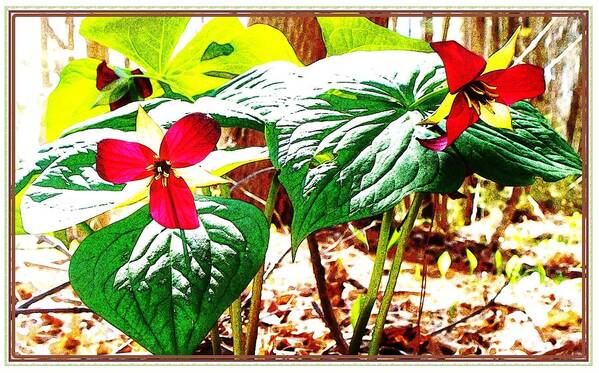 Trillium Poster featuring the photograph Trillium in the Woods by Joy Nichols