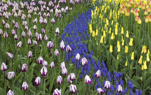 Formal Garden Poster featuring the photograph Tulip design by Elvira Butler