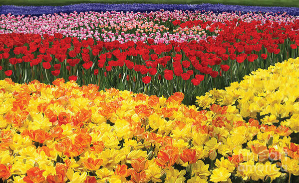 Tulip Poster featuring the digital art Tulip Field by Tim Gilliland