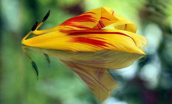 Tulip Poster featuring the photograph Tulip Reassembled 2 by Andrea Lazar