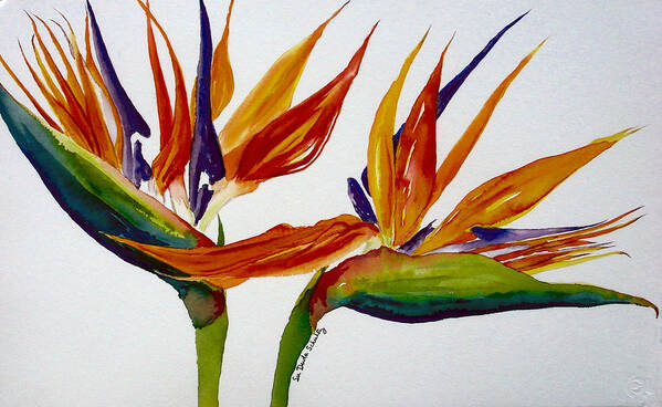 Watercolor Painting Poster featuring the painting Two Birds of Paradise by Susan Duda