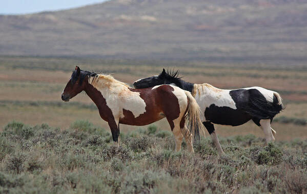 Mustang Poster featuring the photograph Two Mustangs in Wyoming by Jean Clark