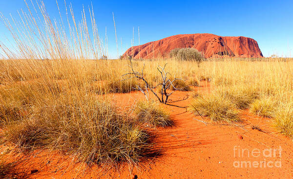 Uluru Ayers Rock Outback Australia Australian Landscape Central Northern Territory Poster featuring the photograph Central Australia #3 by Bill Robinson