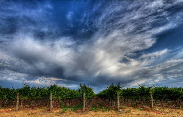 Vineyard Poster featuring the photograph Vineyard Storm by Beth Sargent