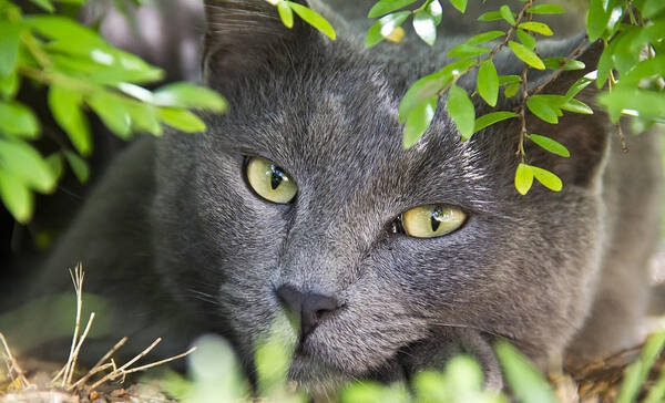 Russian Blue Poster featuring the photograph Waiting and watching by Debbie Cundy