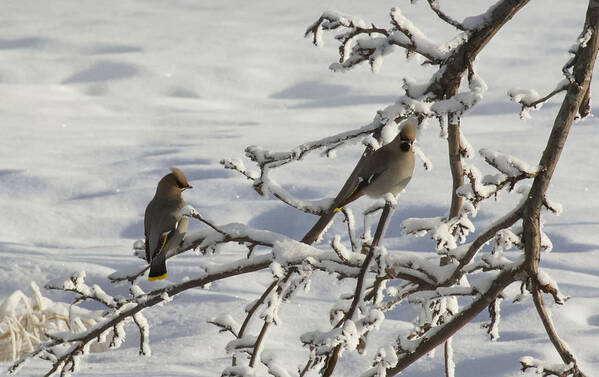 Winter Poster featuring the photograph Waxwing Couple by Ellery Russell