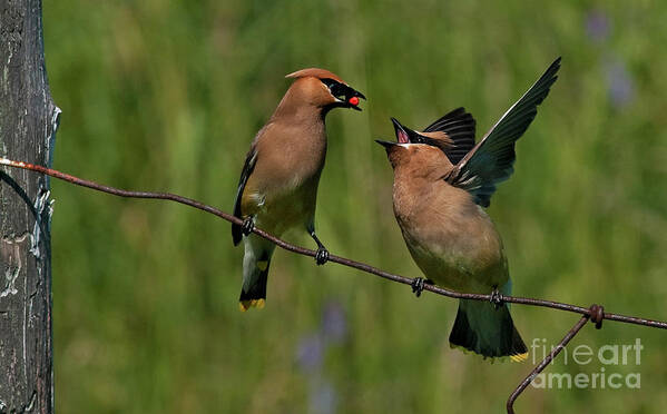 Festblues Poster featuring the photograph Waxwing Love.. by Nina Stavlund