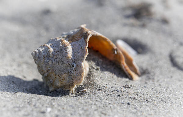 Andrew Pacheco Poster featuring the photograph Whelk Shell in The Sand by Andrew Pacheco
