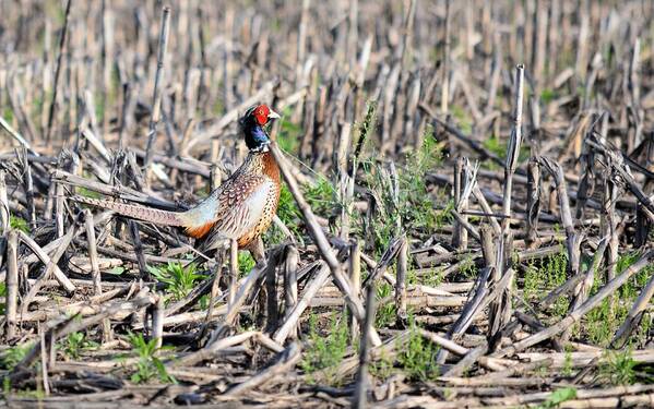 Pheasant Poster featuring the photograph Where is the Corn by Bonfire Photography