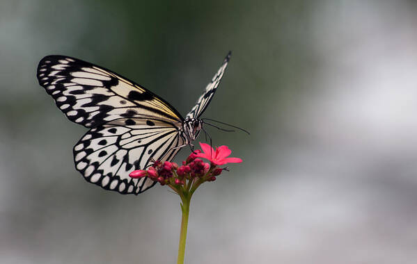 Paper Kite Poster featuring the photograph Paper Kite Butterfly #2 by Tam Ryan