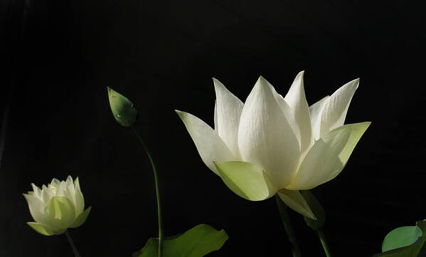 Garden Poster featuring the photograph White Lotus Profile by Deborah Smith