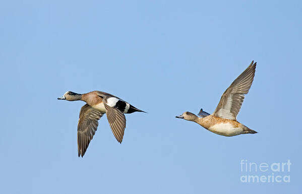 Fauna Poster featuring the photograph Wigeon Pair Flying by Anthony Mercieca