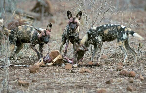 Africa Poster featuring the photograph Wild Dogs Feeding On An Impala Carcass by Tony Camacho