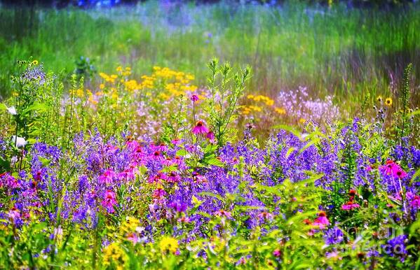 Wildflower Gardens Poster featuring the photograph Wildflower Beauty by Peggy Franz