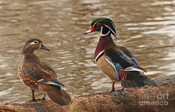 Wood Duck Photos Poster featuring the photograph Wood Duck Photo by Luana K Perez