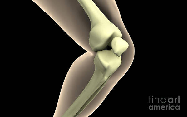 Anatomy Poster featuring the digital art X-ray Image Of Knee by Stocktrek Images