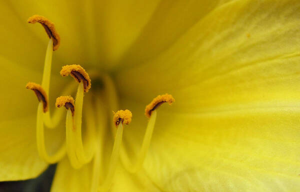 Lily Poster featuring the photograph Yellow Lily Detail by Mary Bedy