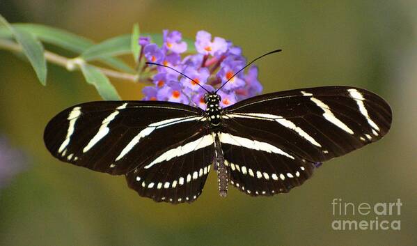Butterfly Poster featuring the photograph Zebra Longwing by Cindy Manero