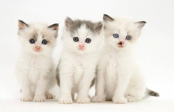 White Background Poster featuring the photograph Birman-cross Kittens #1 by Jane Burton
